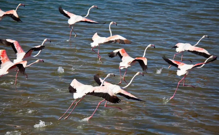 Flamingos taking flight over open water