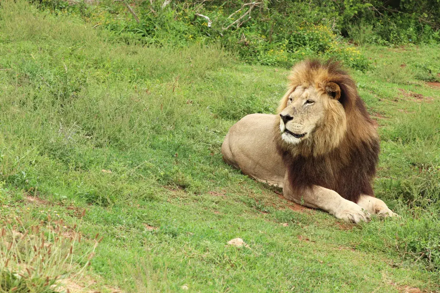 A male lion lying on a sunlit grassy slope