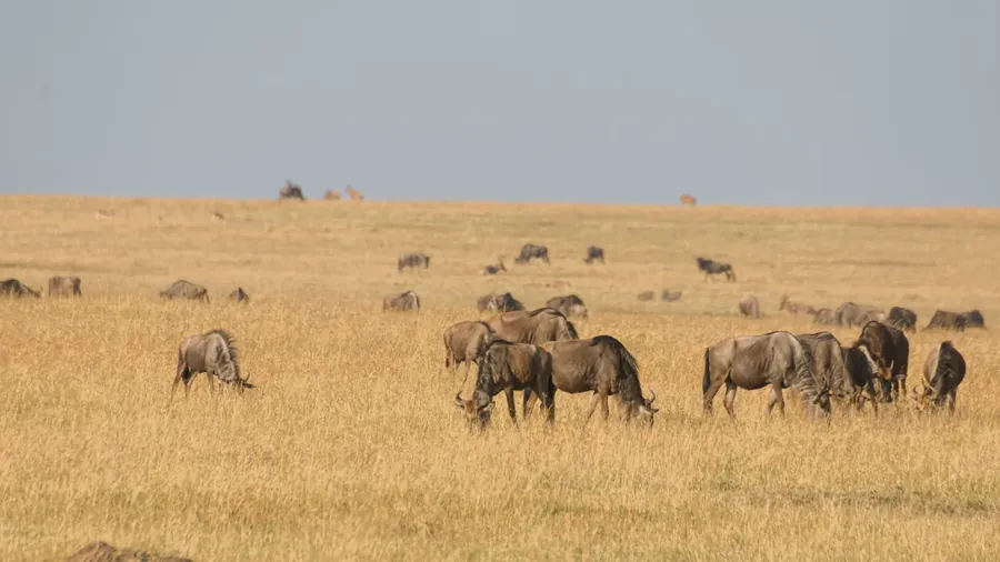 Wildebeest grazing the dry grass of the Masai Mara