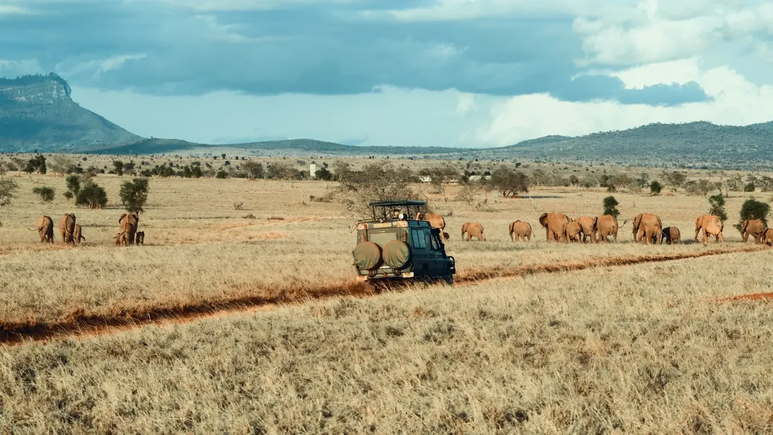 A safari vehicle on a red-earth track beside a herd of elephants