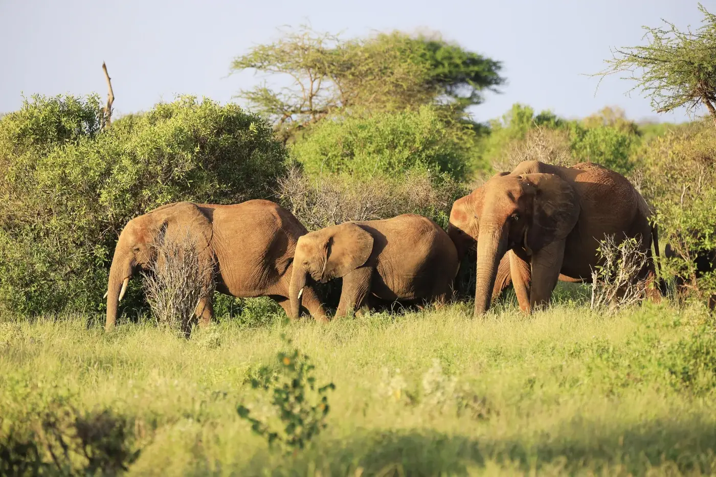 Elephants moving through green bush in Tsavo East National Park